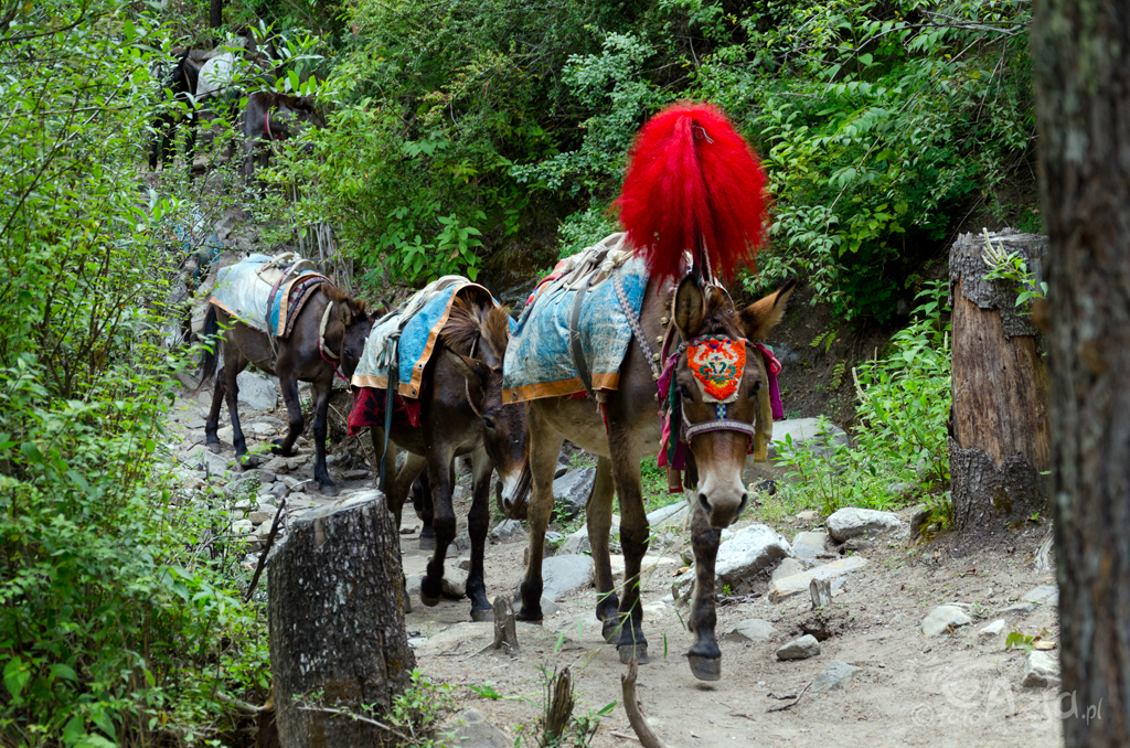 Dzień 3: Kolejna karawana mułów zmierzająca w górę Rzeki Phoksundo